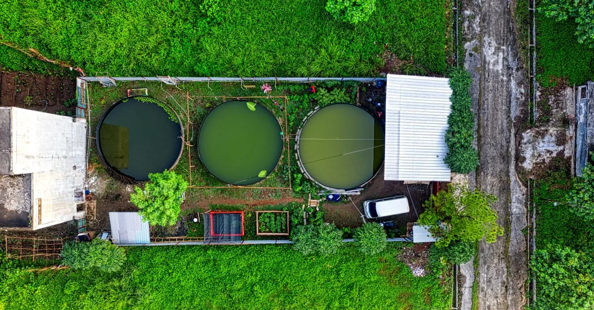 découvrez l'aquaponie, un système écologique combinant aquaculture et jardinage hydroponique pour une production durable de poissons et de légumes frais.