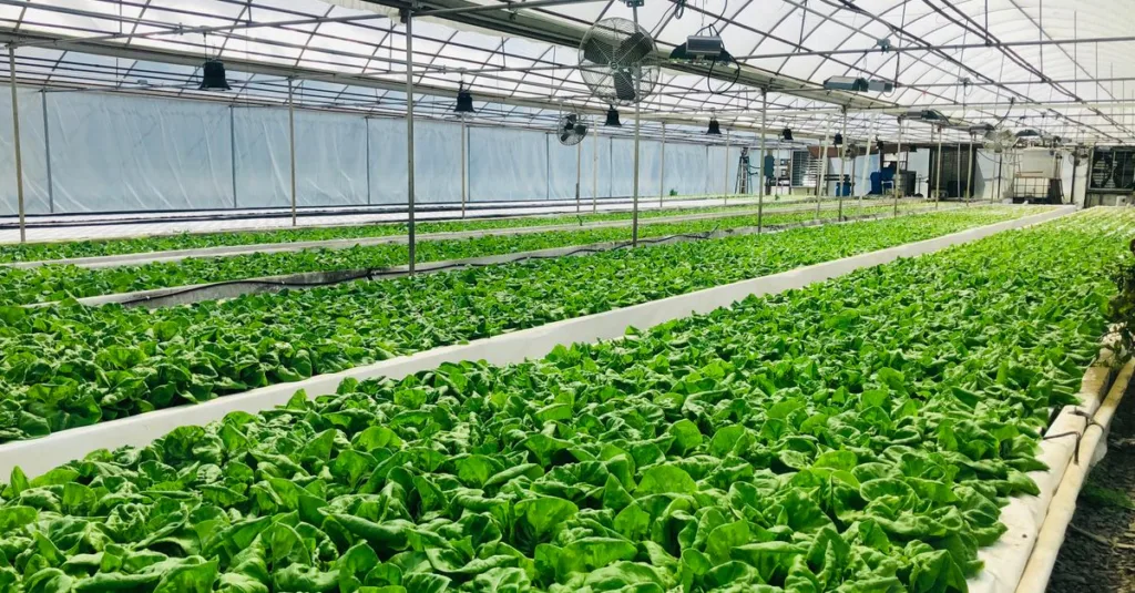 découvrez l'aquaponie, une méthode durable combinant culture de plantes et élevage de poissons, pour un jardinage écologique et innovant.