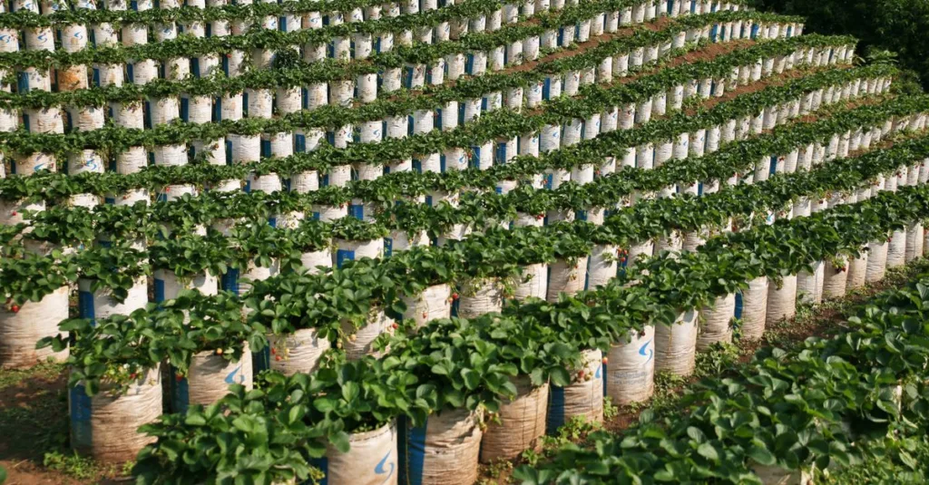 découvrez l'agriculture écologique innovante, alliant techniques durables et respect de l'environnement pour un avenir plus vert.