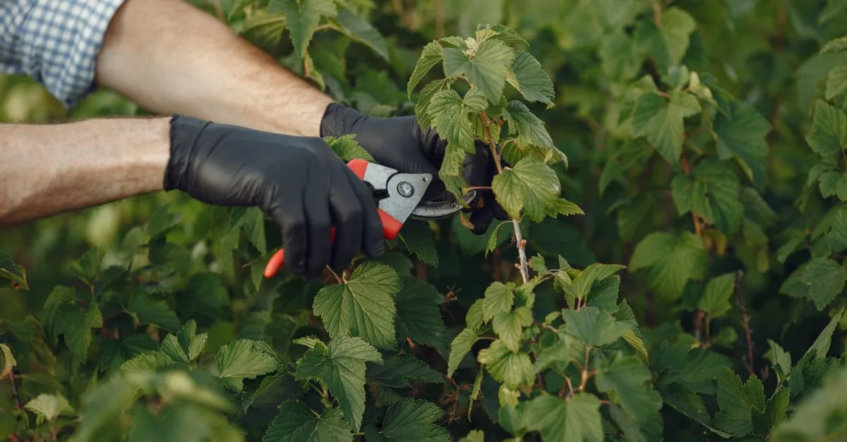 guide complet sur la taille des plantes : astuces, techniques et conseils pour des plantes saines et bien entretenues.