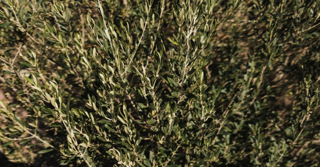 découvrez la teinte olive green, un vert naturel et apaisant, parfait pour apporter une touche de fraîcheur et d'élégance à vos créations.